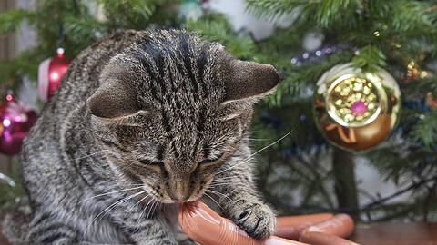 Menschenessen wie Wurst ist f&uuml;r Katzen nicht geeignet. Darin enthalten sind f&uuml;r die Fellnasen sch&auml;dliche Inhaltsstoffe wie Salz, Fett und Gew&uuml;rze.