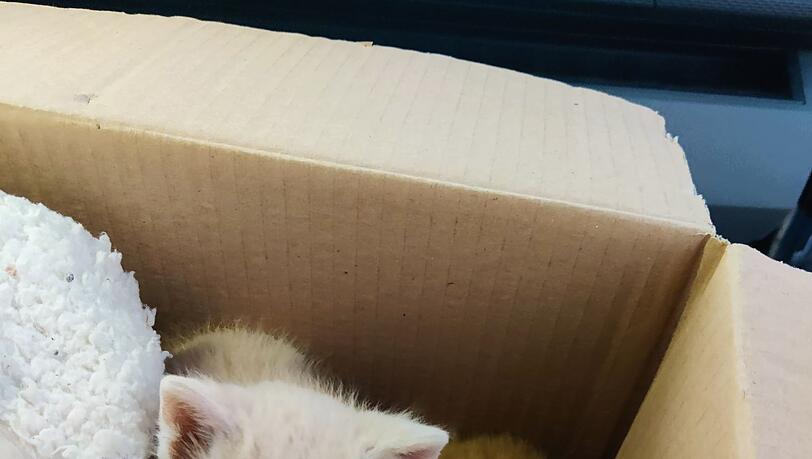 Die beiden Kätzchen haben jetzt ein neues Zuhause.