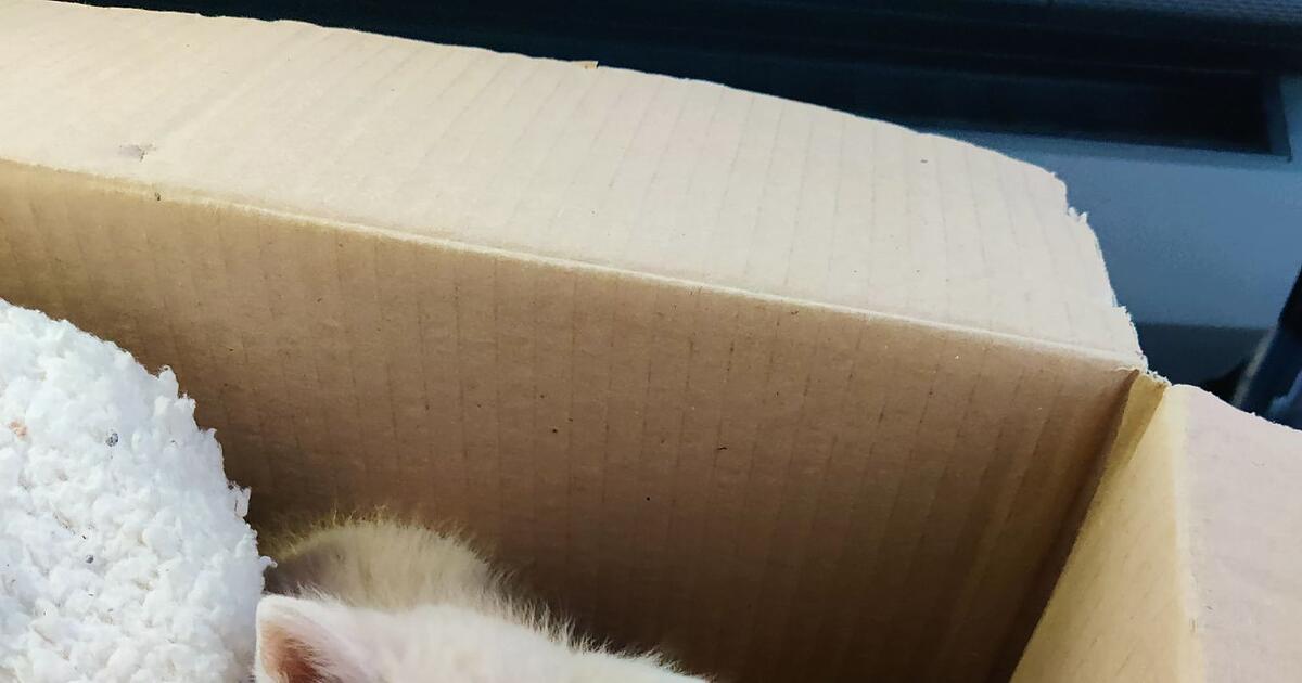 Paar-mit-Hund-rettet-zwei-K-tzchen-vor-dem-K-ltetod