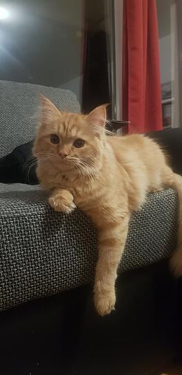 Nala
