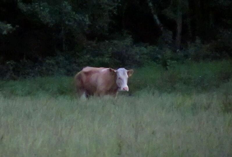 Kuh Yvonne auf einem Feld bei Zangberg im Kreis Mühldorf. Sie läuft seit Mai frei herum. Foto: dapd