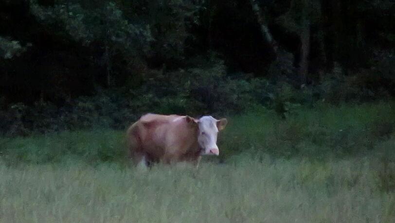Kuh Yvonne auf einem Feld bei Zangberg im Kreis Mühldorf. Sie läuft seit Mai frei herum. Foto: dapd Kuh Yvonne auf einem Feld bei Zangberg im Kreis Mühldorf. Sie läuft seit Mai frei herum. Foto: dapd
