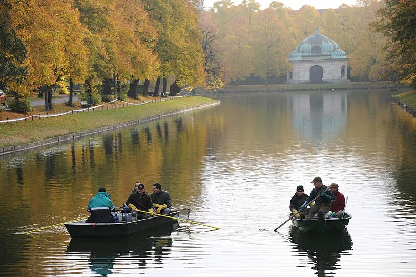 Die alten Karpfen aus dem Kanal vor Schloss Nymphenburg werden umgesiedelt.