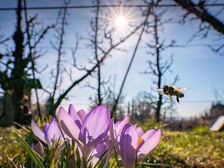 Strahlender Sonnenschein auf dem Lohrberg in Frankfurt am Main.
