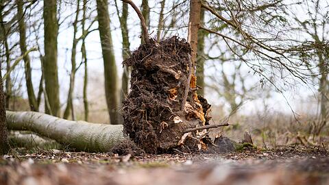 Dieser Baum st&uuml;rzt s&uuml;d&ouml;stlich von Flensburg auf eine Gruppe Menschen.