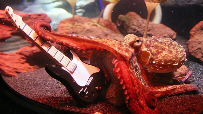 Paul junior macht sich derzeit in der Ausstellung "Octopus Garden" einen Namen an der E-Gitarre.