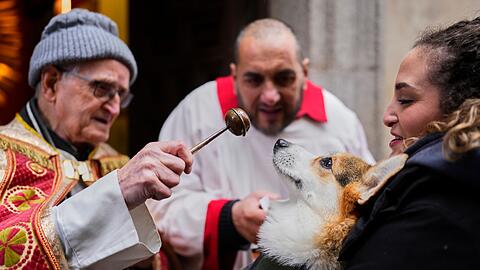 Vor allem Hunde und Katzen werden von ihren Haltern zur Segnung vor der Kirche San Ant&oacute;n in Madrid gebracht.