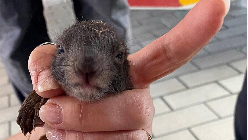 Die Feuerwehr kümmerte sich um die kleinen Eichhörnchen.