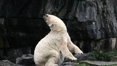 Ein verhaltensgestörter Eisbär im Tierpark Berlin. Ein verhaltensgestörter Eisbär im Tierpark Berlin.