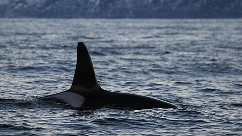 Eine Walsichtung bei Andenes in Norwegen.
