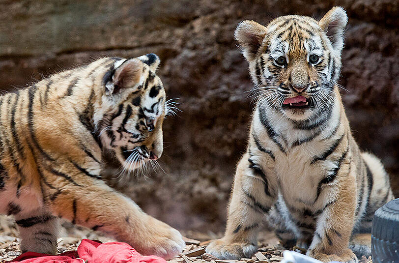 Die Tiger-Babys Aljoscha und Volodya aus dem Nürnberger Zoo.