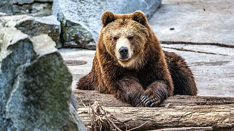 Ein Braunbär liegt in seinem Gehege im Tiergarten. In Bayern sind die Zoos und Tiergärten wegen der Corona-Krise bis zum Ende der Osterferien geschlossen und fürchten hohe Einbußen.