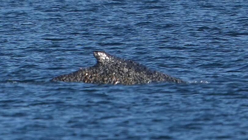 Nach tagelangen Rettungsversuchen ist der Buckelwal wieder frei. Nach tagelangen Rettungsversuchen ist der Buckelwal wieder frei.