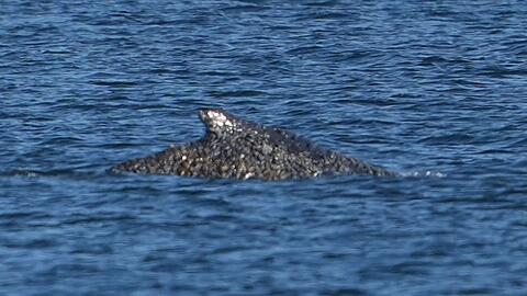 Nach tagelangen Rettungsversuchen ist der Buckelwal wieder frei.