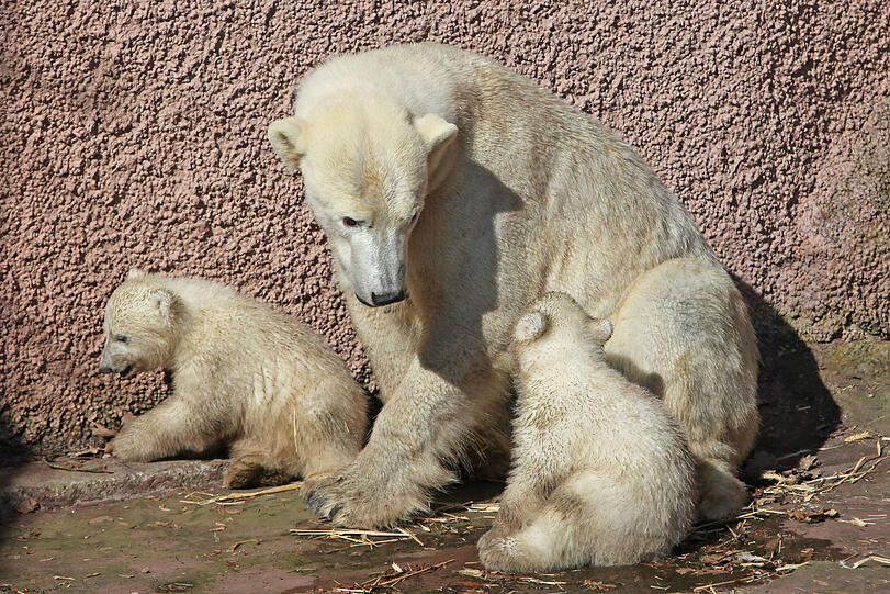 Unsere Eisbärchen Aleut und Gregor mit Mama Vera bei ihrem ersten Ausflug im Freigehege.