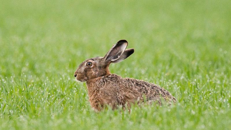 Da freut man sich, wenn man ein dichtes Fell hat: Ein Feldhase sitzt am frühen Morgen auf einem mit Morgentau überzogenen Feld. Da freut man sich, wenn man ein dichtes Fell hat: Ein Feldhase sitzt am frühen Morgen auf einem mit Morgentau überzogenen Feld.
