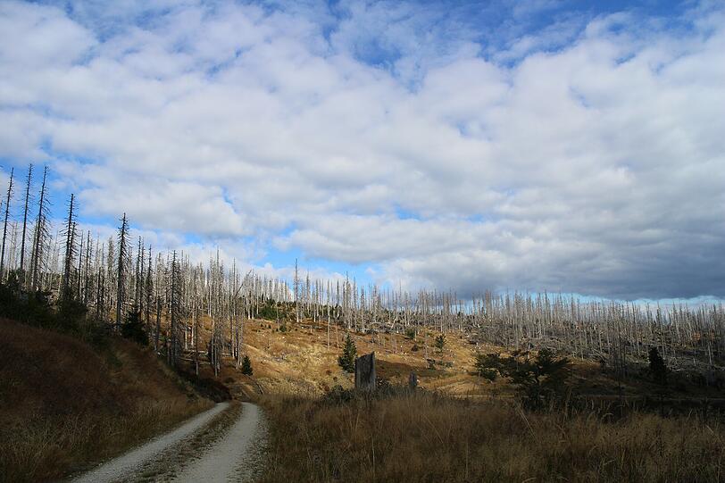 Der Nationalpark Bayerischer Wald
