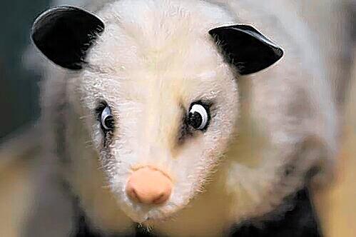 Jetzt gibt's Opossum Heidi aus Plüsch.