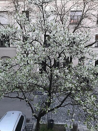 So prächtig blühte der Baum.
