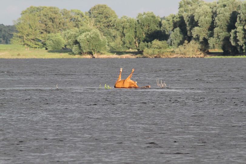 Die Behörden in Niedersachsen warnen vor einem mit
Milzbrand infizierten Kuh-Kadaver in der Elbe. Das im Landkreis
Stendal in Sachsen-Anhalt in den Fluss gestürzte Tier treibe derzeit
möglicherweise durch den Landkreis Lüchow-Dannenberg, sagte eine
Sprecherin am Donnerstag.
