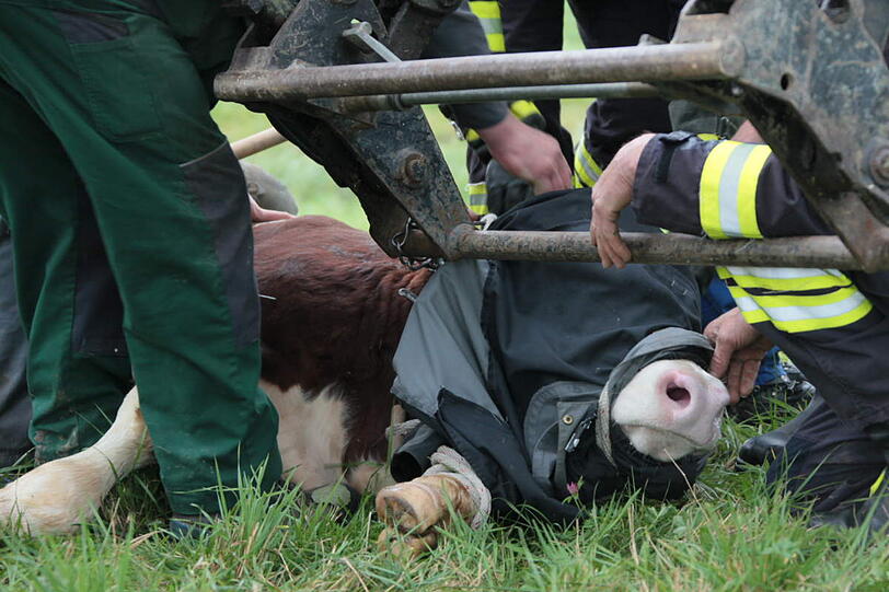 In einer spektakulären Aktion hat die Feuerwehr einen in der Nacht von Samstag auf Sonntag ausgebrochenen Stier wieder eingefangen - die Bilder.