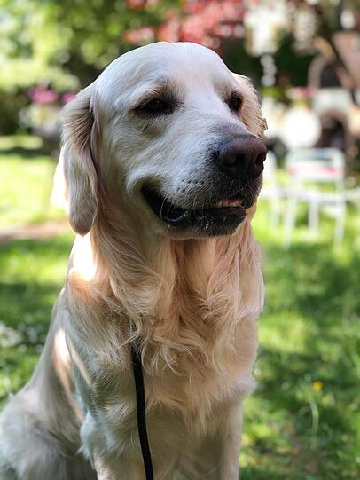 Sammy