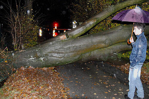 Außerhalb Bayerns hat "Carmen" massive Schäden angerichtet: Mann vor umgestürzten Baum in Nordrhein-Westfalen.