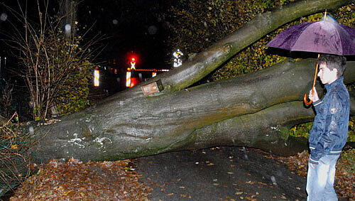 Außerhalb Bayerns hat "Carmen" massive Schäden angerichtet: Mann vor umgestürzten Baum in Nordrhein-Westfalen. Außerhalb Bayerns hat "Carmen" massive Schäden angerichtet: Mann vor umgestürzten Baum in Nordrhein-Westfalen.