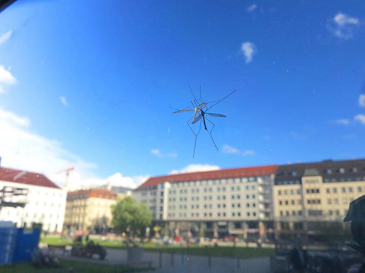 Es trafen sich am Sonntagnachmittag zwei Paparazzi im Marienhof:
ein AZ-Leser mit Fotoaparat und eine Schnake sitzend an einem verspiegeltem Glas.