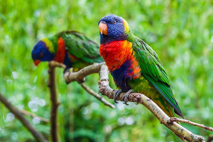 Ein Allfarblori kommt selten allein: Entweder haben diese monogamen Verwandten der Papageien ihre Liebste oder ihren Liebsten dabei, oder gleich einen ganzen Schwarm. Mit ihrer ganz und gar bunten Tarnung sind sie in Australien, Indonesien und Neuguinea unterwegs. W&auml;hrend sie Nektar und Fr&uuml;chte suchen, machen sie viele Kilometer weit Strecke jeden Tag.