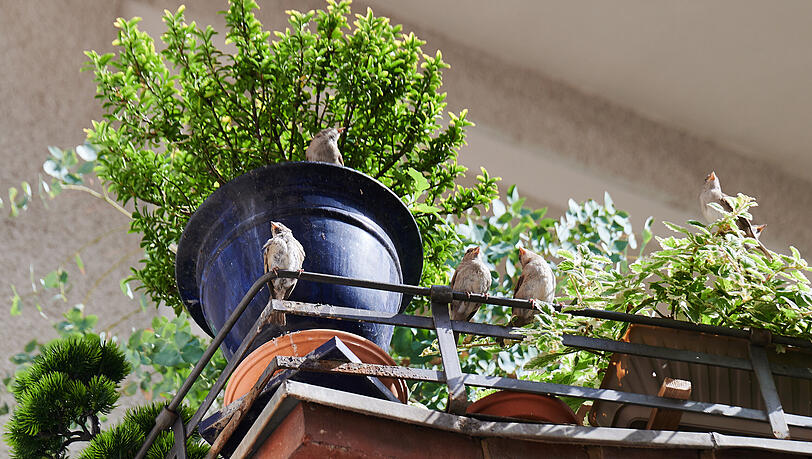 F&uuml;nf Haussperlinge sitzen auf einem Balkon. Weil immer mehr Fl&auml;chen zugebaut w&uuml;rden, werde der Lebensraum von V&ouml;geln in der Stadt immer kleiner.