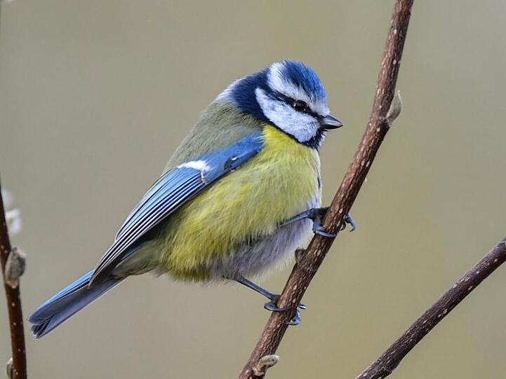 Wie ist es um den Bestand der Blaumeisen in Deutschland bestellt? Der Nabu ruft wieder zu einer Vogelzählung auf.