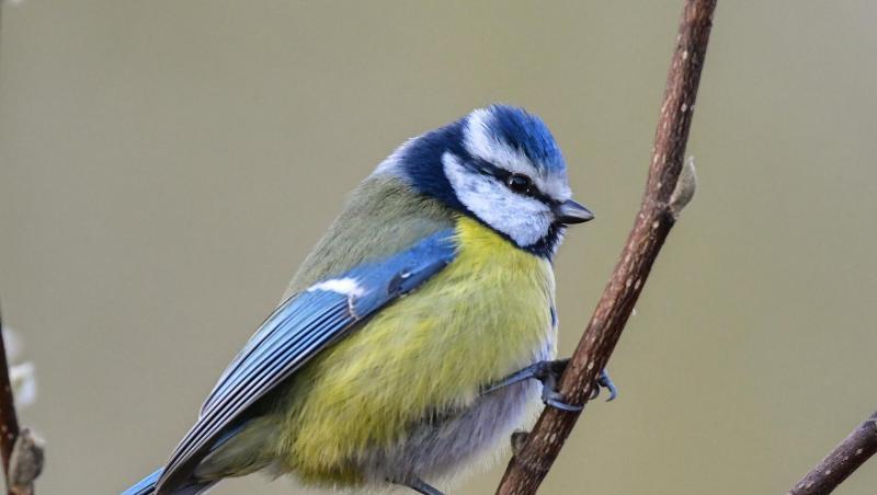 Wie ist es um den Bestand der Blaumeisen in Deutschland bestellt? Der Nabu ruft wieder zu einer Vogelzählung auf. Wie ist es um den Bestand der Blaumeisen in Deutschland bestellt? Der Nabu ruft wieder zu einer Vogelzählung auf.