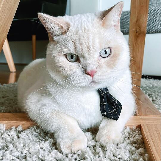 Walter