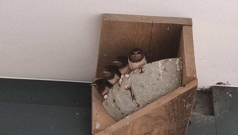 Nach der Schwalbenrettung ziehen die Vögel in ihn neues Nest, den sogenannten Schwalbenwinkel. Dieses Bild ist nach der Rettungsaktion entstanden und zeigt die Vögel bereits kurz vor dem Ausfliegen.