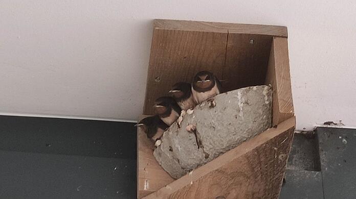 Nach der Schwalbenrettung ziehen die Vögel in ihn neues Nest, den sogenannten Schwalbenwinkel. Dieses Bild ist nach der Rettungsaktion entstanden und zeigt die Vögel bereits kurz vor dem Ausfliegen.