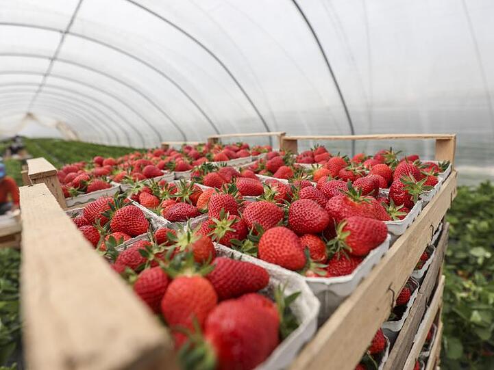 Erdbeeren aus Folienanbau werden nach der Ernte in Körben gestapelt.