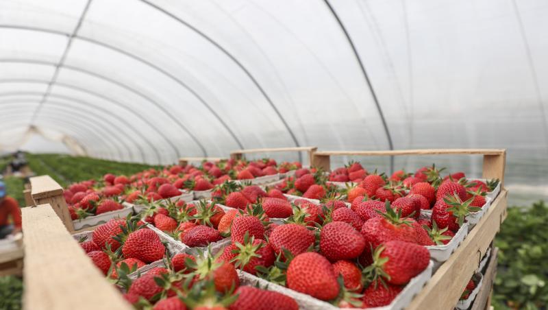 Erdbeeren aus Folienanbau werden nach der Ernte in Körben gestapelt. Erdbeeren aus Folienanbau werden nach der Ernte in Körben gestapelt.
