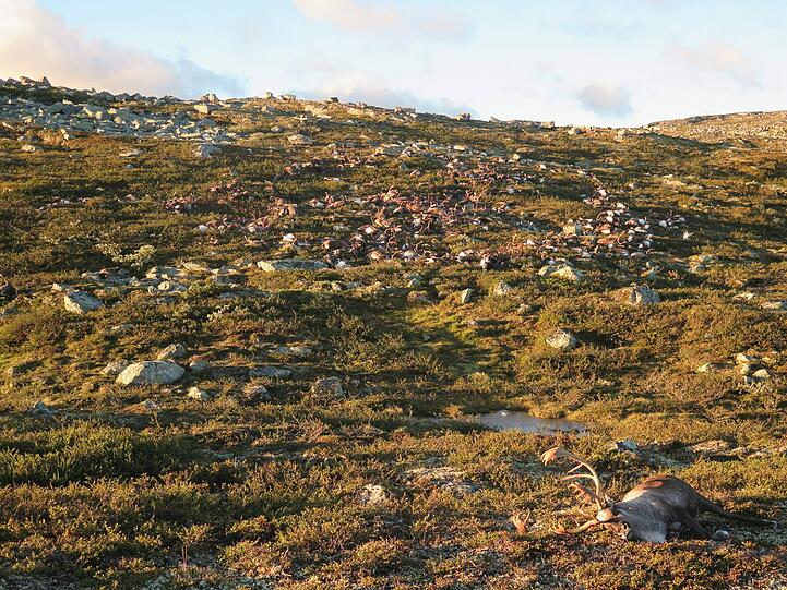 Die Tiere rückten vermutlich zusammen, als das Unwetter wütete.