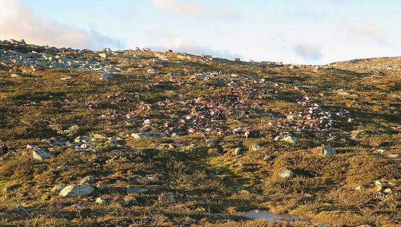 Die Tiere rückten vermutlich zusammen, als das Unwetter wütete. Die Tiere rückten vermutlich zusammen, als das Unwetter wütete.