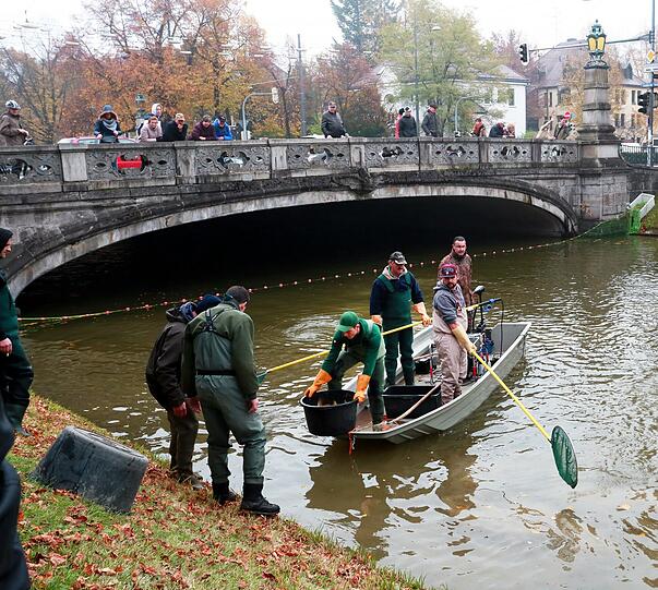 Das Team der D?WOERTHSEEFISCHER e.V. beim Elektro-Abfischen des Nymphenburger Kanals.