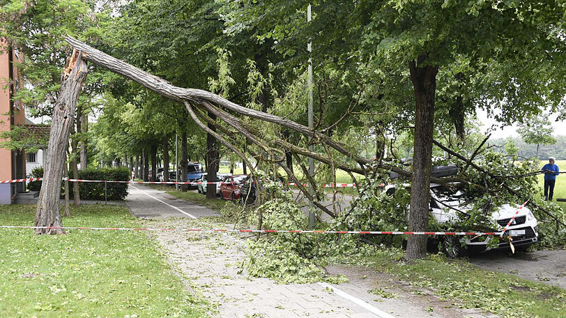 Ein umgestürzter Baum in der Schleißheimer Straße demolierte ein Auto.