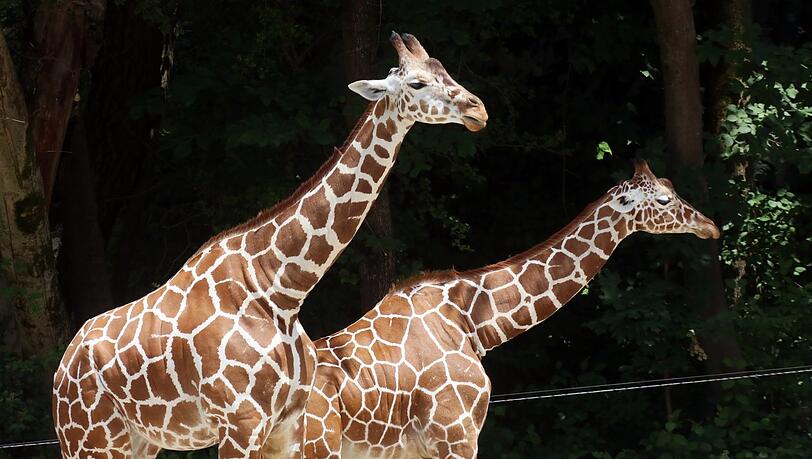 In Hellabrunn gibt es derzeit nur weibliche Giraffen. Bei kaum einer anderen Art kommt es zu so viel gleichgeschlechtlichem sexuellen Kontakt wie bei Giraffen. In Hellabrunn gibt es derzeit nur weibliche Giraffen. Bei kaum einer anderen Art kommt es zu so viel gleichgeschlechtlichem sexuellen Kontakt wie bei Giraffen.
