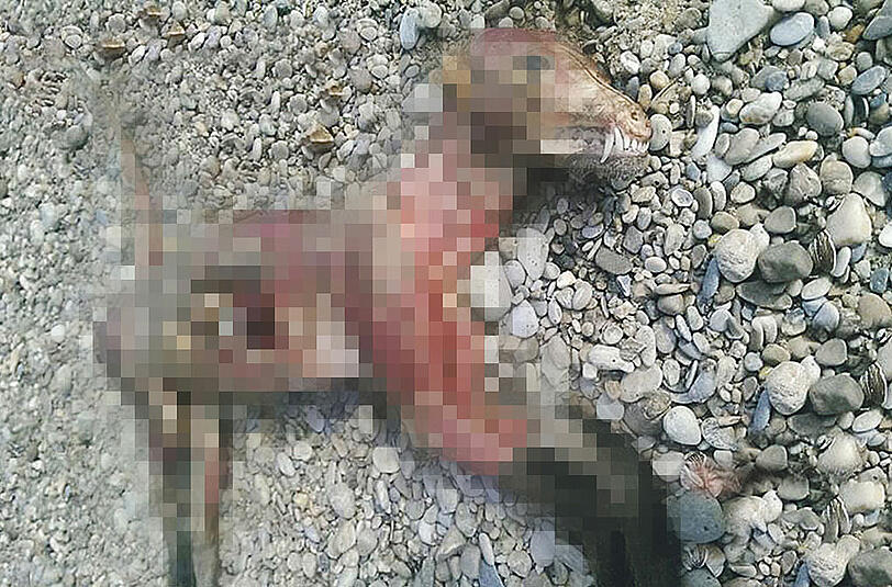 Irre Tierquälerei! Haut abgezogen, Ohren und Penis abgeschnitten: Grausam zugerichtet wurde ein junger Hund am Donau-Ufer. Ob das Tier bereits tot war, als es so zugerichtet wurde, ist unklar.