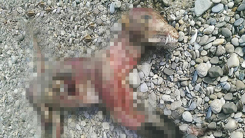 Irre Tierquälerei! Haut abgezogen, Ohren und Penis abgeschnitten: Grausam zugerichtet wurde ein junger Hund am Donau-Ufer. Ob das Tier bereits tot war, als es so zugerichtet wurde, ist unklar. Irre Tierquälerei! Haut abgezogen, Ohren und Penis abgeschnitten: Grausam zugerichtet wurde ein junger Hund am Donau-Ufer. Ob das Tier bereits tot war, als es so zugerichtet wurde, ist unklar.