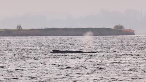 Um den Buckelwal herum ist eine Sperrzone eingerichtet worden.