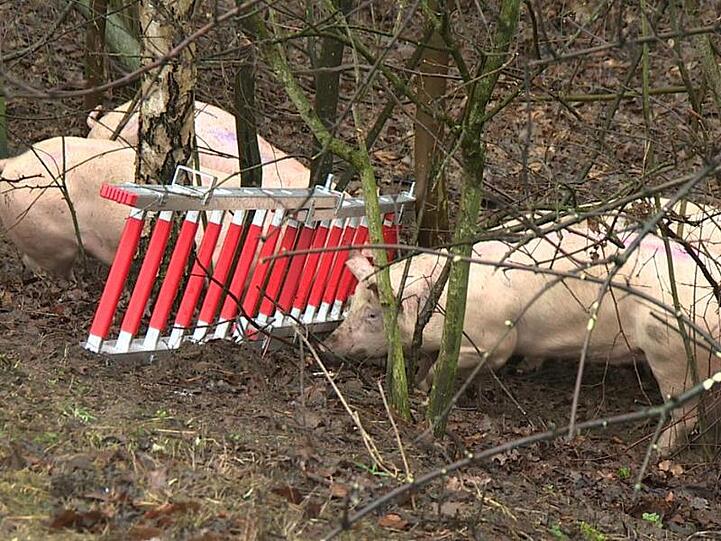 Einige der Schweine liefen nach dem Unfall am Rande der Bundesstraße entlang.
