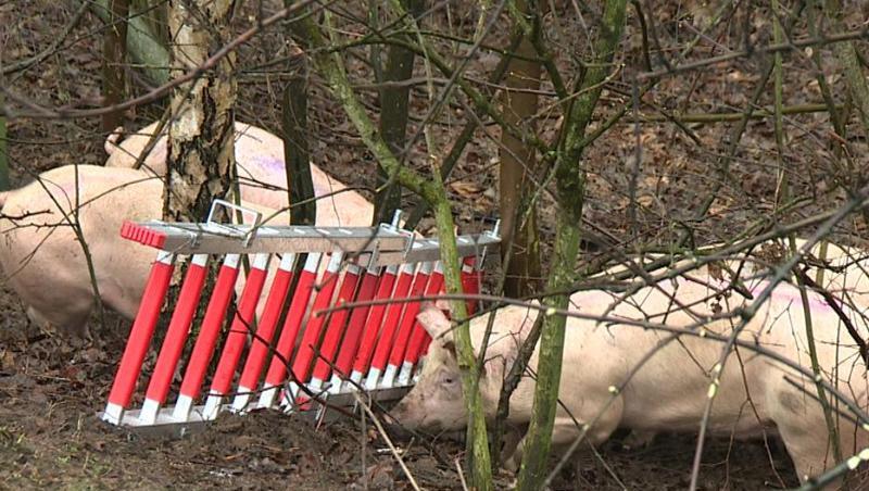 Einige der Schweine liefen nach dem Unfall am Rande der Bundesstraße entlang. Einige der Schweine liefen nach dem Unfall am Rande der Bundesstraße entlang.