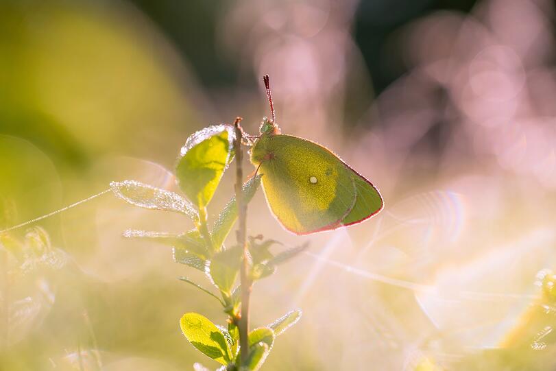 Platz 3: "Der gelbe Punkt" (am Moorgebiet entlang der Kalten Moldau, Freyung-Grafenau, fotografiert) von Luca Piser