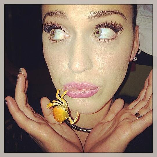 Mutig: Katy Perry und eine kleine Krabbe